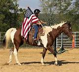 Adopt a Free Horse Today in Missouri
