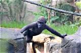 Cincinnati Zoo Gorilla Cast: Get up Close and Personal