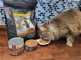 Dave's Expert Cat Food Reviews: Your Guide to the Purrfect Meal