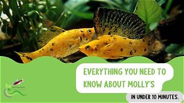 Everything You Need to Know About Molly Norbit