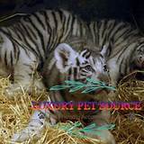 Exotic Tiger Cubs for Sale | Luxury Pet Tigers