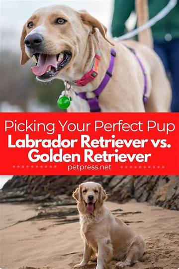 Find Your Perfect Labrador Retriever in Scotland