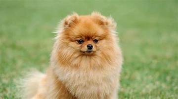 Find Your Perfect Pomeranian: Premium Breeders in Texas