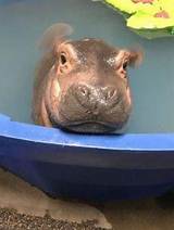 Fiona the Hippo Gifts: the Cutest and Most Unique Collection