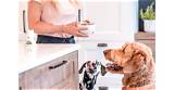 Meet Your Pet's New Best Friend for Optimal Well-Being
