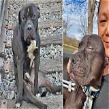 Pit Bull Rescuers Step up to Save Jacksonville's Furry Friends