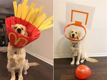 The Best Dog Cone Costume Ideas to Bring Smiles and Laughter