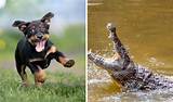The Ultimate Guide to Crocodiles for Dogs: Everything You Need to Know