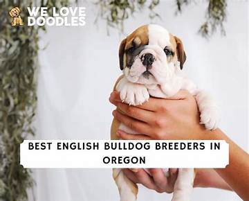 Trustworthy English Bulldog Breeders in Oregon for the Perfect Companion