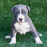 Unleashing the Secrets of Blue Pitbull Puppies: a Journey of Discovery