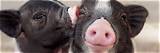 Unveiling the Extraordinary World of Famous Pigs